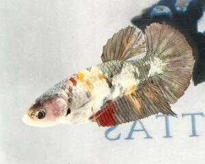 COPPER YELLOW FEMALE HMPK