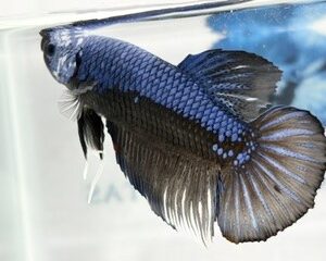 GIANT BLUE SAMURAI MALE HMPK