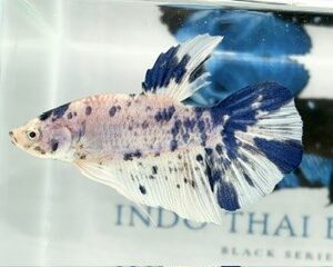 GIANT MARBLE DOT DOT MALE HMPK