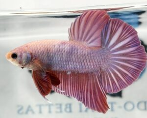 GIANT PINK & PURPLE SAKURA MALE HMPK