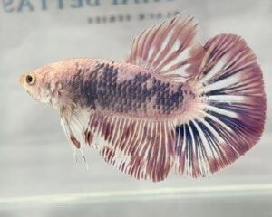 GIANT PINK & PURPLE MALE HMPK