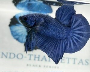 GIANT ROYAL BLUE MALE HMPK