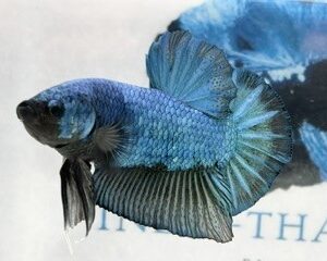 GIANT TURQUOISE STARTAIL MALE HMPK