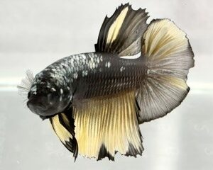GIANT BLACK & YELLOW COPPER MALE HMPK