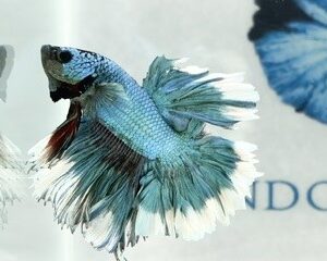 TURQUOISE FEATHER-TAIL MALE