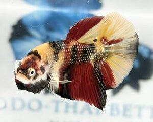 YELLOW BASED MULTICOLOUR MALE HMPK