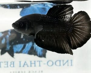 GIANT BLACK ORCHID MALE HMPK