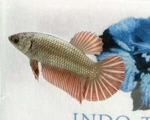 GIANT COPPER RED FEMALE HMPK