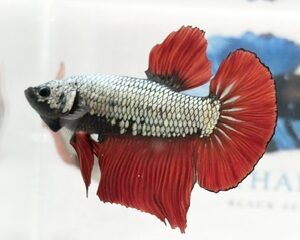 GIANT COPPER RED FLAME MALE HMPK