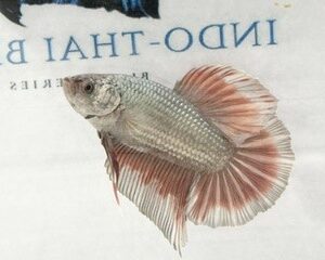 GIANT COPPER RED MALE HMPK