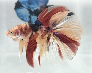 GIANT KOI MULTICOLOUR MALE HALFMOON