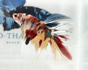 GIANT KOI MULTICOLOUR MALE HALFMOON