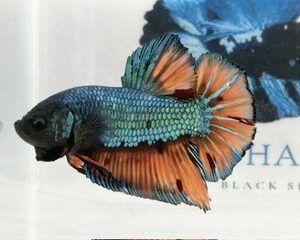 GIANT GREEN MULTICOLOUR MALE HMPK
