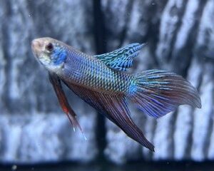 BETTA SMARAGDINA MALE