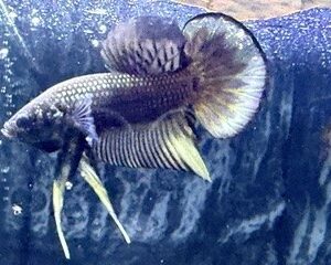 IMBELLIS YELLOW COPPER MALE
