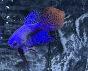 BLUE ALIEN MALE