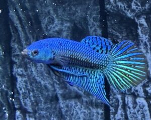 GREEN ALIEN MALE
